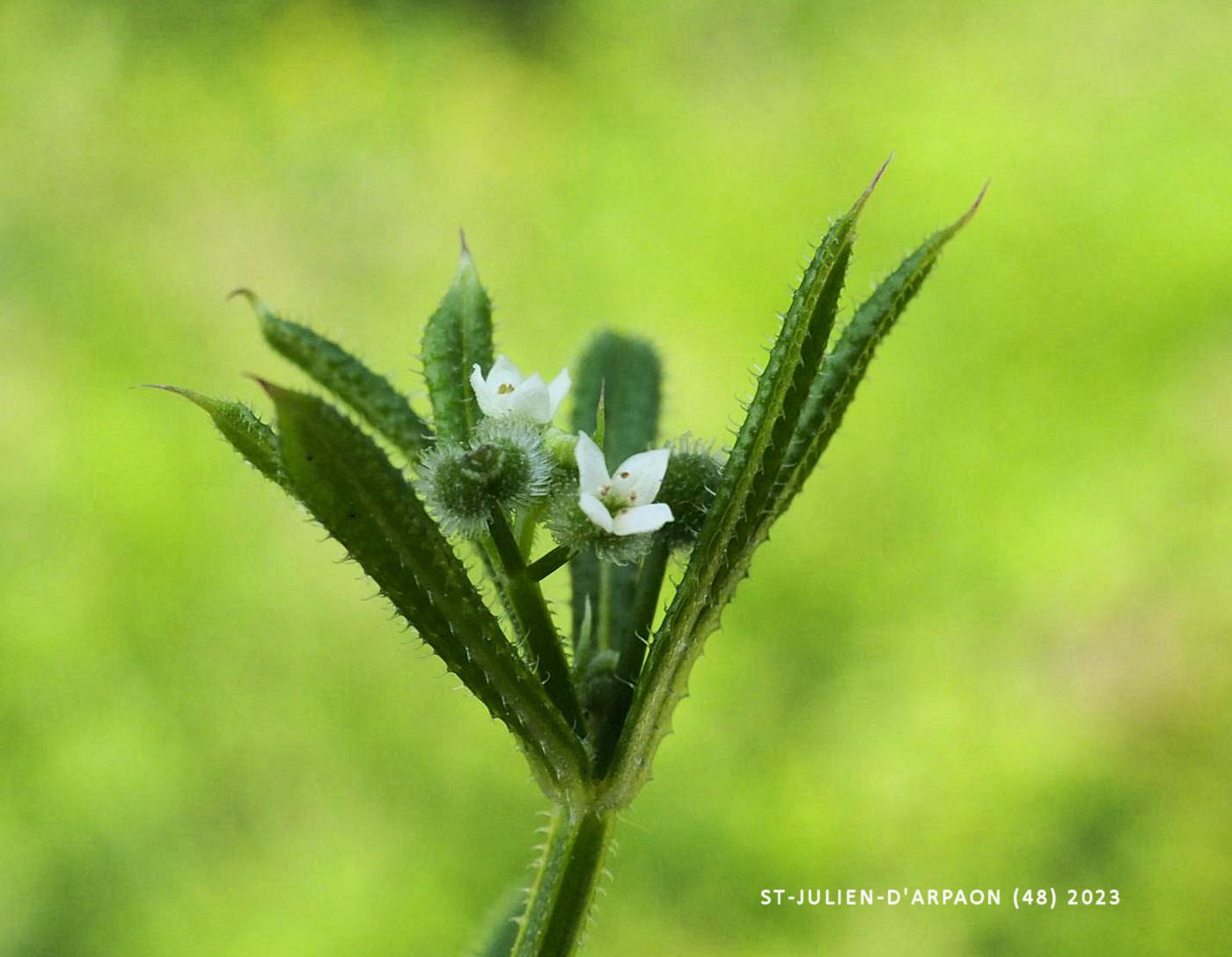 Goose Grass flower